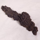COPROLITE (FOSSILISED POO), Eocene, Madagascar XCF011