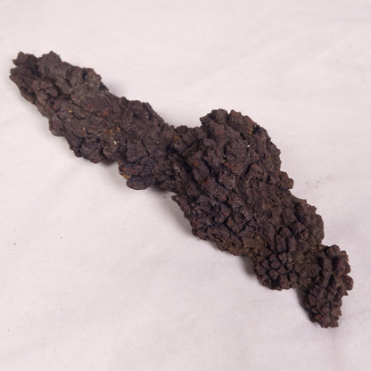COPROLITE (FOSSILISED POO), Eocene, Madagascar XCF011