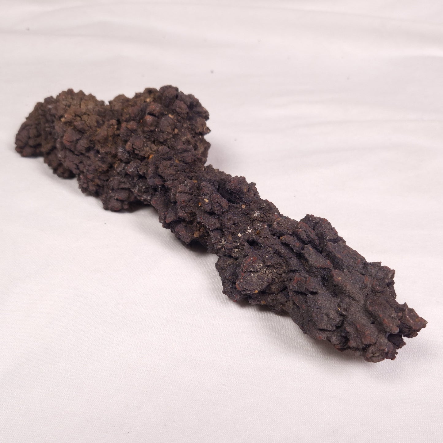 COPROLITE (FOSSILISED POO), Eocene, Madagascar XCF011