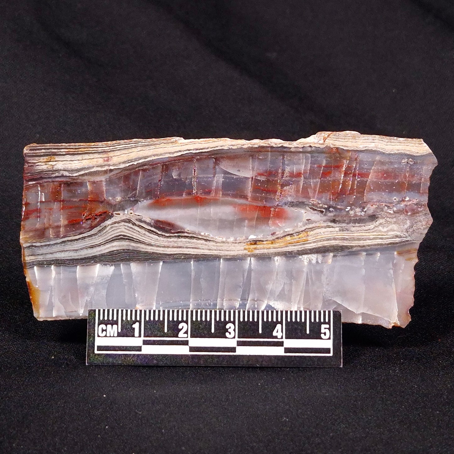 STROMATOLITE, Jerrinah Formation, Proterozoic, Australia ZJF027