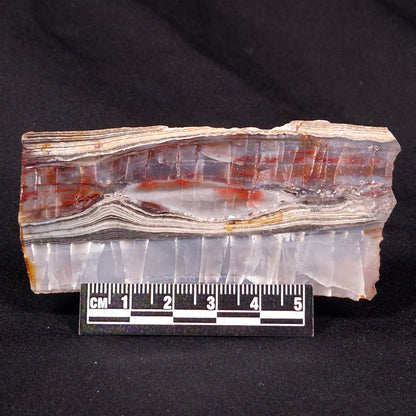 STROMATOLITE, Jerrinah Formation, Proterozoic, Australia ZJF027