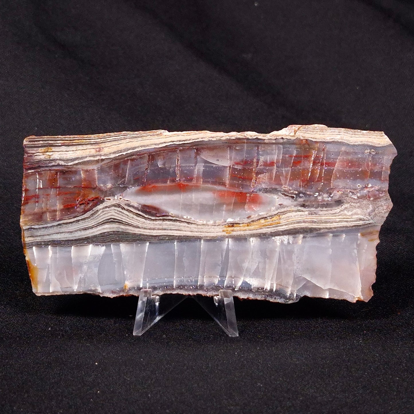 STROMATOLITE, Jerrinah Formation, Proterozoic, Australia ZJF027