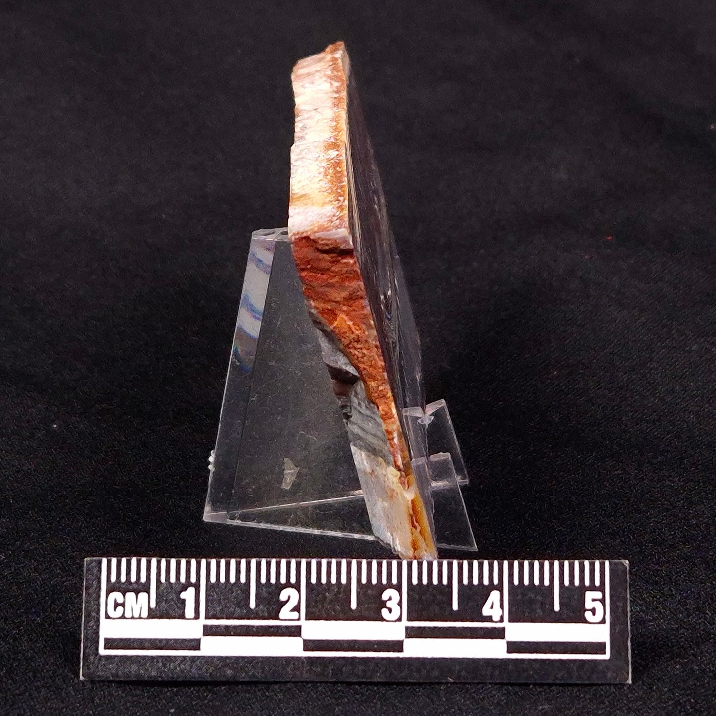STROMATOLITE, Jerrinah Formation, Proterozoic, Australia ZJF027