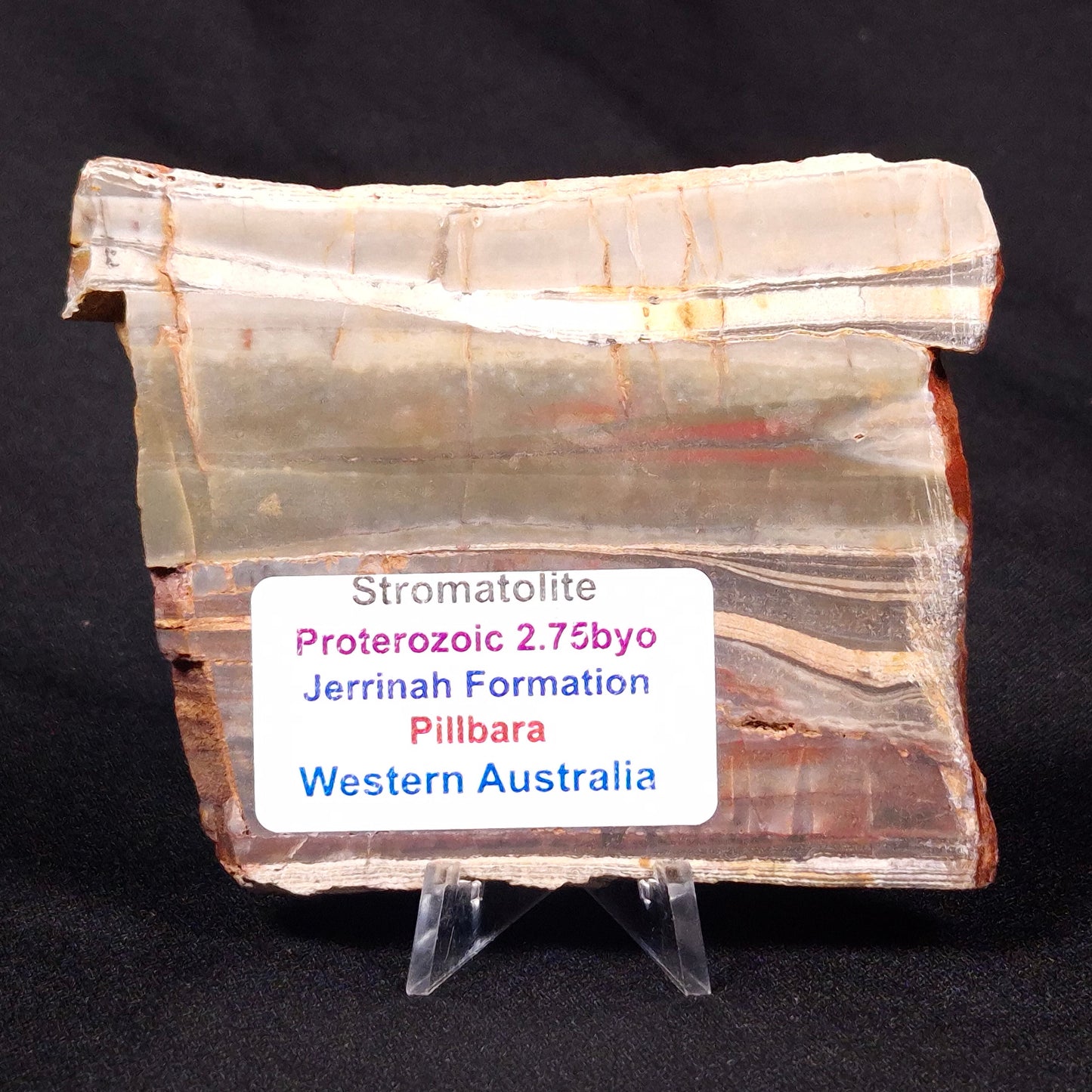 STROMATOLITE, Jerrinah Formation, Proterozoic, Australia ZJF028