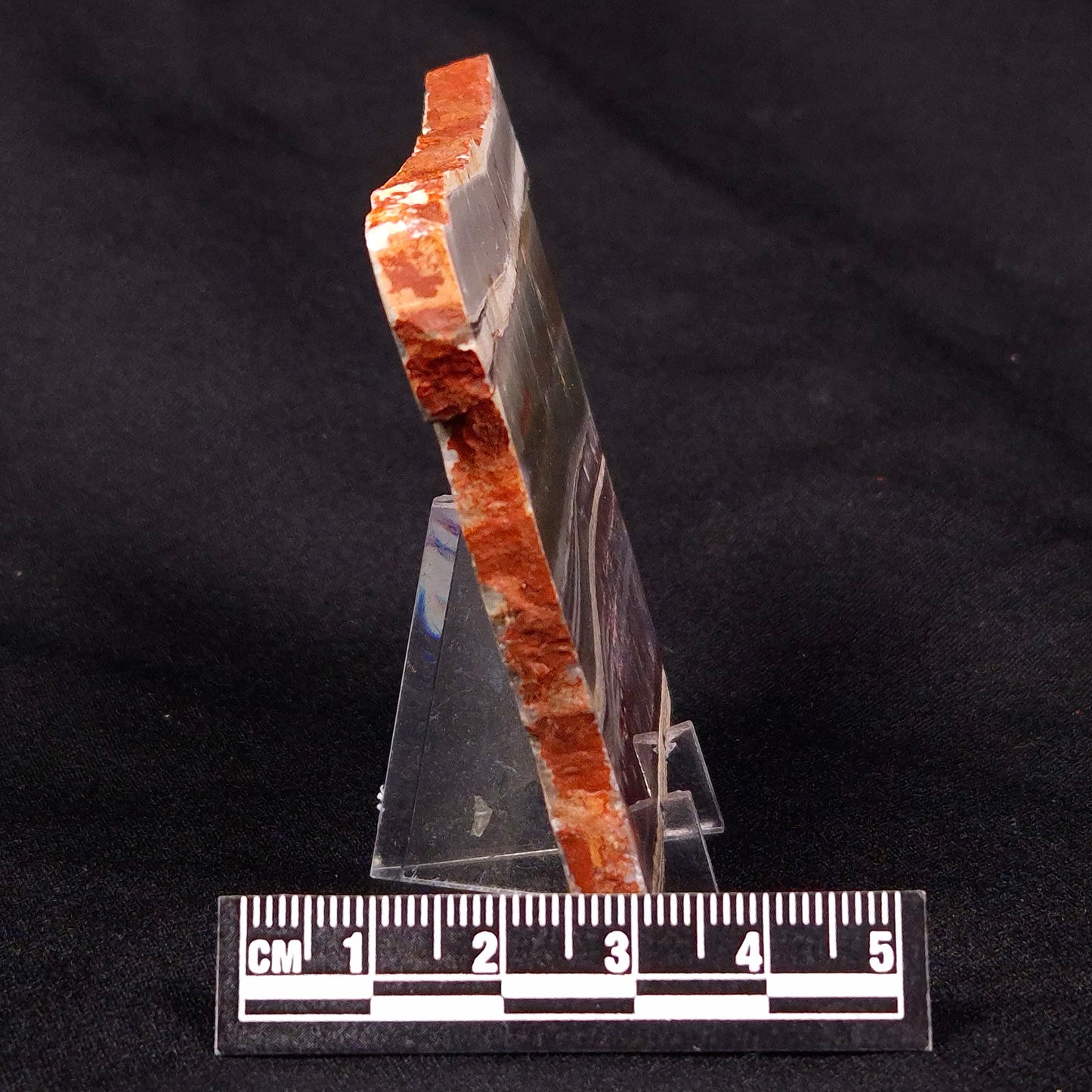 STROMATOLITE, Jerrinah Formation, Proterozoic, Australia ZJF028