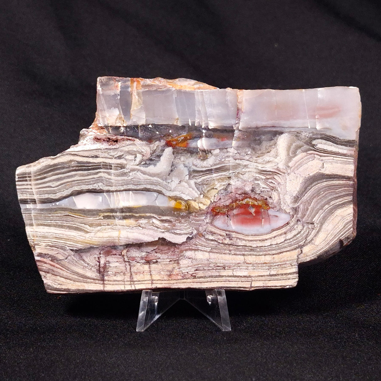 STROMATOLITE, Jerrinah Formation, Proterozoic, Australia ZJF029