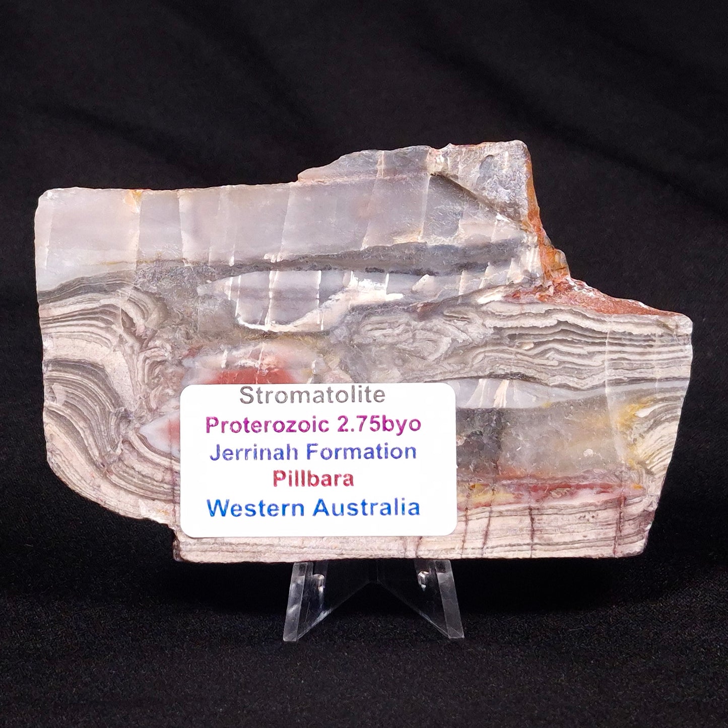 STROMATOLITE, Jerrinah Formation, Proterozoic, Australia ZJF029