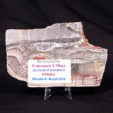 STROMATOLITE, Jerrinah Formation, Proterozoic, Australia ZJF029