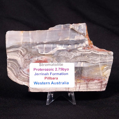 STROMATOLITE, Jerrinah Formation, Proterozoic, Australia ZJF029