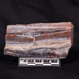 STROMATOLITE, Jerrinah Formation, Proterozoic, Australia ZJF030