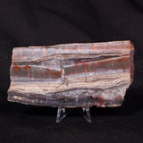 STROMATOLITE, Jerrinah Formation, Proterozoic, Australia ZJF030