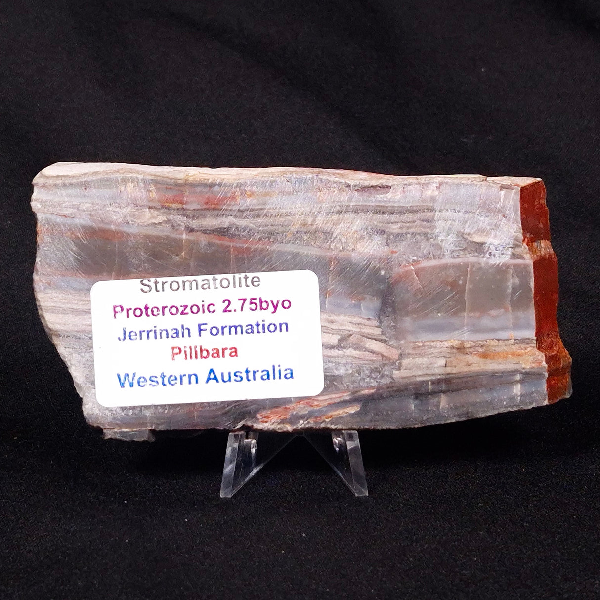 STROMATOLITE, Jerrinah Formation, Proterozoic, Australia ZJF030