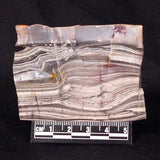 STROMATOLITE, Jerrinah Formation, Proterozoic, Australia ZJF031