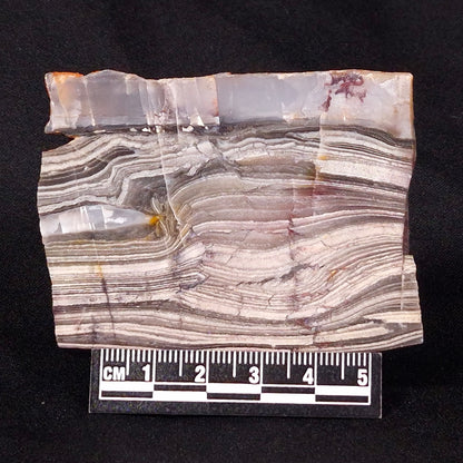 STROMATOLITE, Jerrinah Formation, Proterozoic, Australia ZJF031