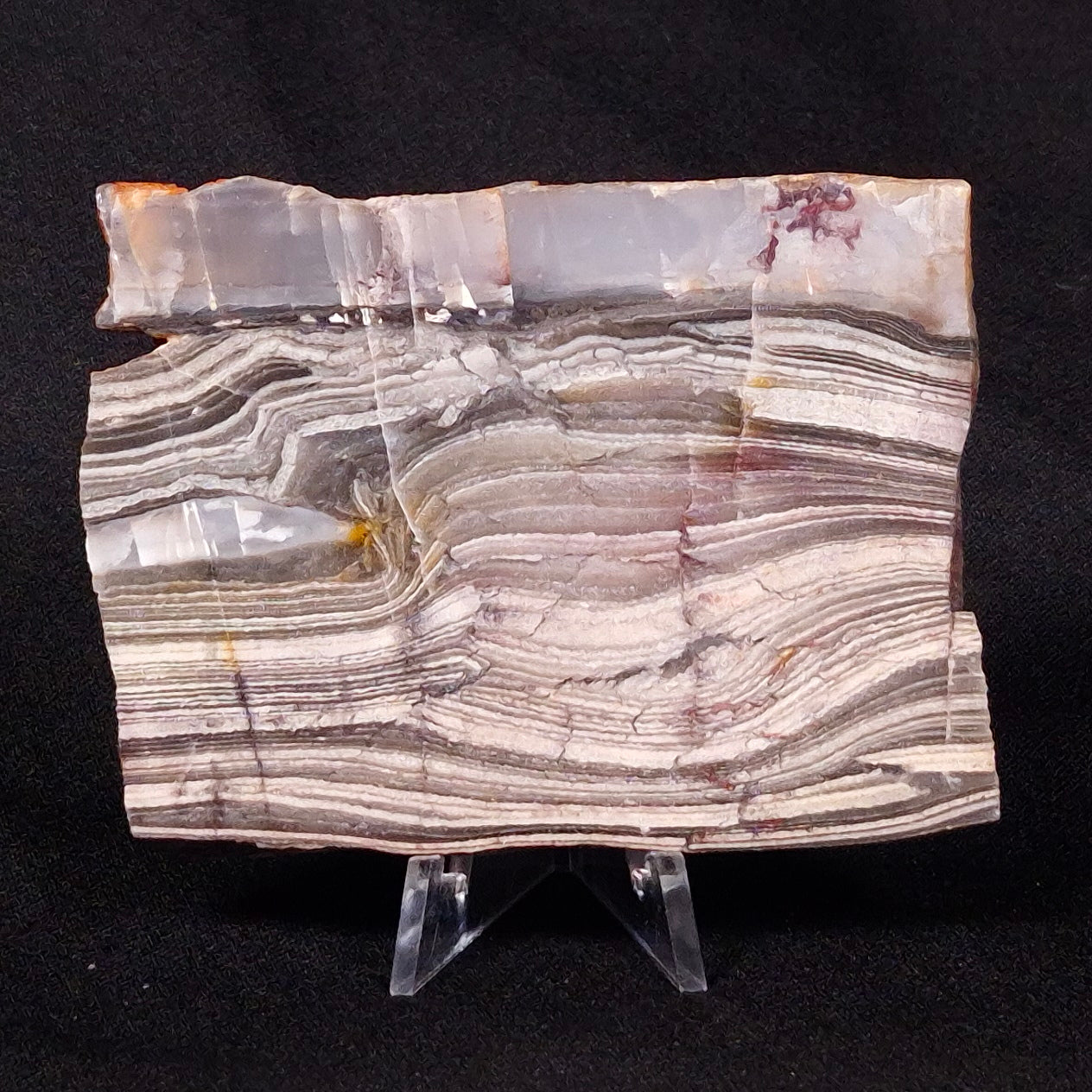 STROMATOLITE, Jerrinah Formation, Proterozoic, Australia ZJF031