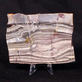 STROMATOLITE, Jerrinah Formation, Proterozoic, Australia ZJF031