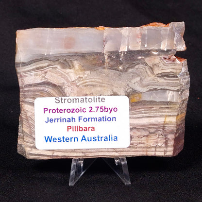 STROMATOLITE, Jerrinah Formation, Proterozoic, Australia ZJF031