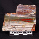 STROMATOLITE, Jerrinah Formation, Proterozoic, Australia ZJF033