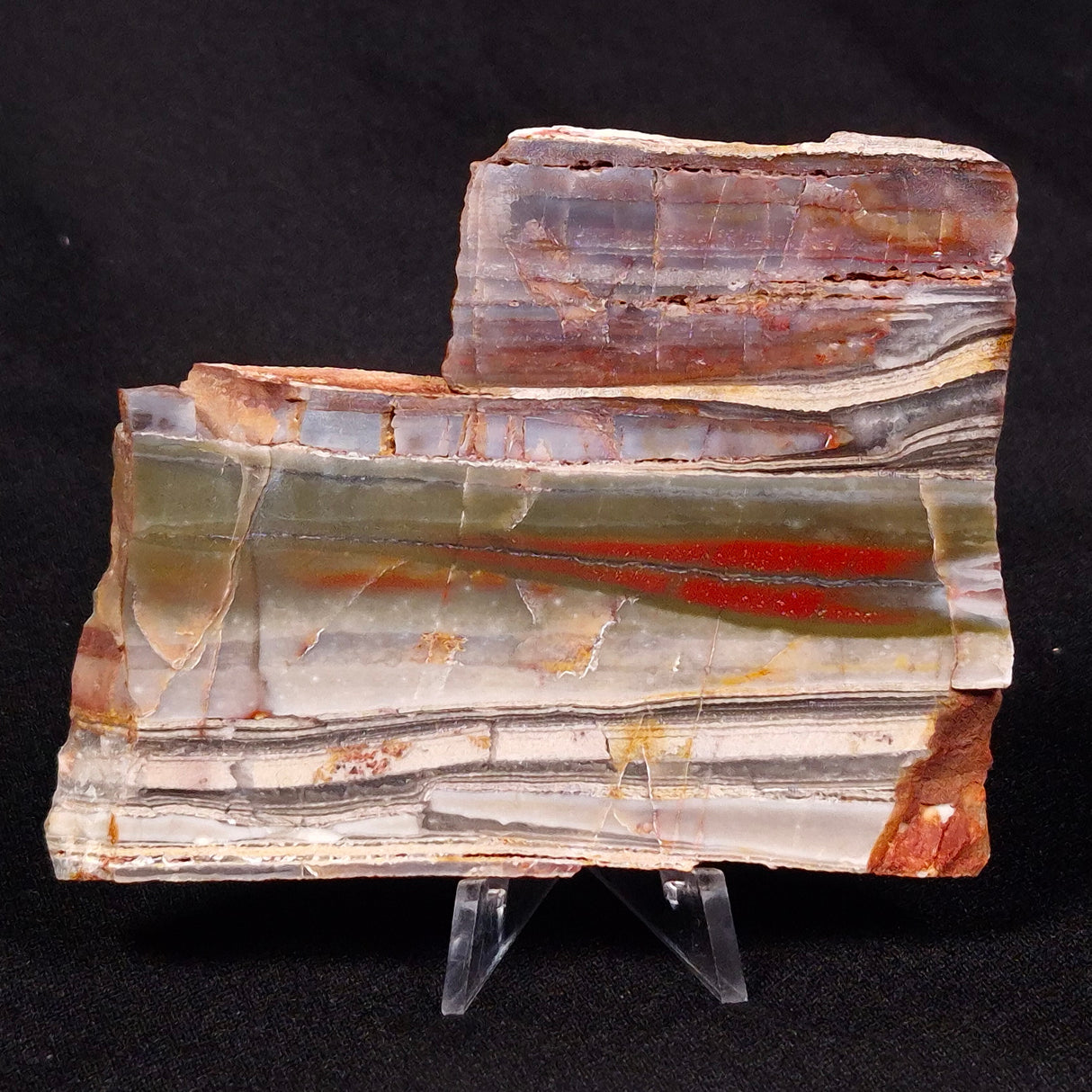 STROMATOLITE, Jerrinah Formation, Proterozoic, Australia ZJF033