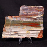 STROMATOLITE, Jerrinah Formation, Proterozoic, Australia ZJF033