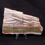 STROMATOLITE, Jerrinah Formation, Proterozoic, Australia ZJF034