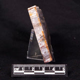 STROMATOLITE, Jerrinah Formation, Proterozoic, Australia ZJF034