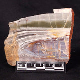 STROMATOLITE, Jerrinah Formation, Proterozoic, Australia ZJF035