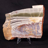 STROMATOLITE, Jerrinah Formation, Proterozoic, Australia ZJF035