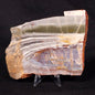 STROMATOLITE, Jerrinah Formation, Proterozoic, Australia ZJF035