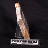 STROMATOLITE, Jerrinah Formation, Proterozoic, Australia ZJF035