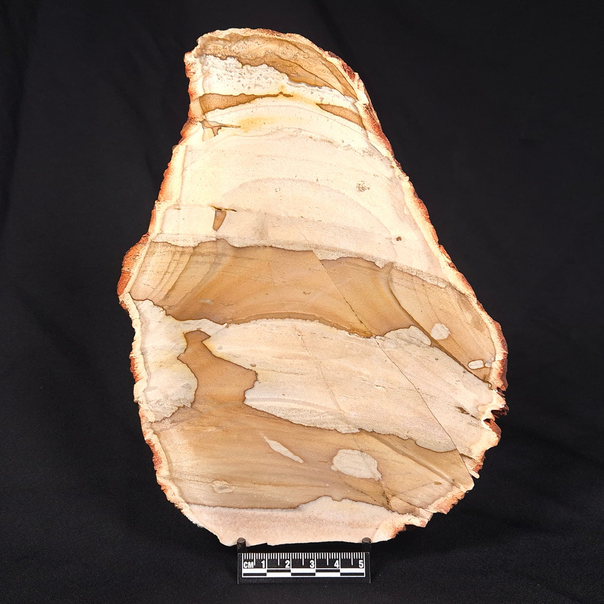 CAMOOWEAL DOLOSTONE CHERT MICROBIAL, Middle Cambrian, Australia ZCD010