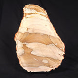 CAMOOWEAL DOLOSTONE CHERT MICROBIAL, Middle Cambrian, Australia ZCD010