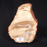 CAMOOWEAL DOLOSTONE CHERT MICROBIAL, Middle Cambrian, Australia ZCD010