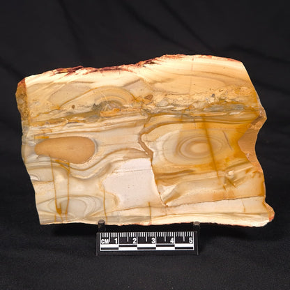 CAMOOWEAL DOLOSTONE CHERT MICROBIAL, Middle Cambrian, Australia ZCD011