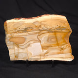 CAMOOWEAL DOLOSTONE CHERT MICROBIAL, Middle Cambrian, Australia ZCD011