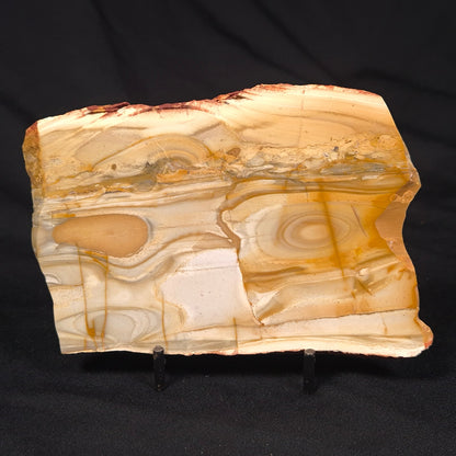 CAMOOWEAL DOLOSTONE CHERT MICROBIAL, Middle Cambrian, Australia ZCD011