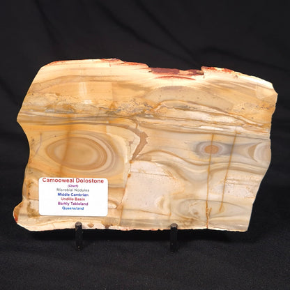 CAMOOWEAL DOLOSTONE CHERT MICROBIAL, Middle Cambrian, Australia ZCD011