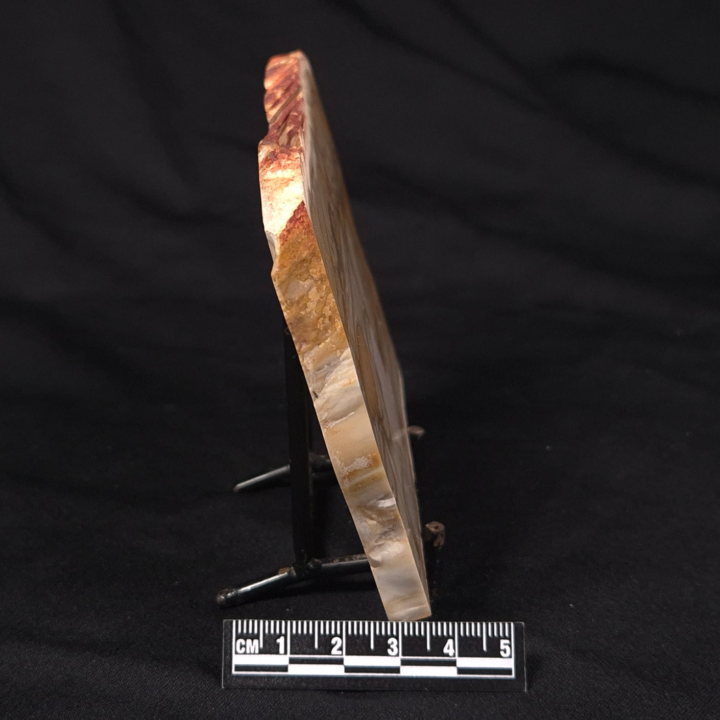 CAMOOWEAL DOLOSTONE CHERT MICROBIAL, Middle Cambrian, Australia ZCD011