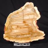 CAMOOWEAL DOLOSTONE CHERT MICROBIAL, Middle Cambrian, Australia ZCD012