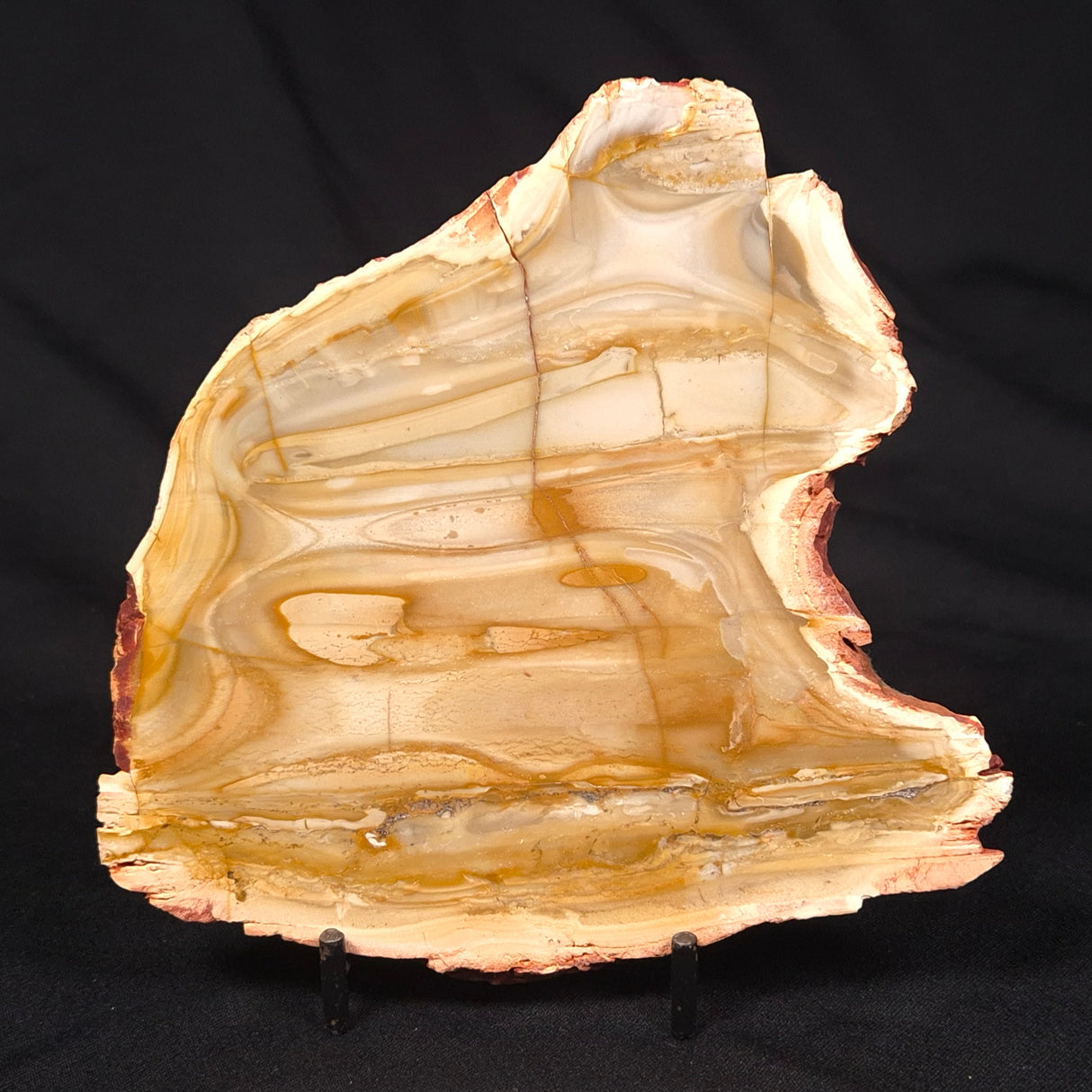 CAMOOWEAL DOLOSTONE CHERT MICROBIAL, Middle Cambrian, Australia ZCD012