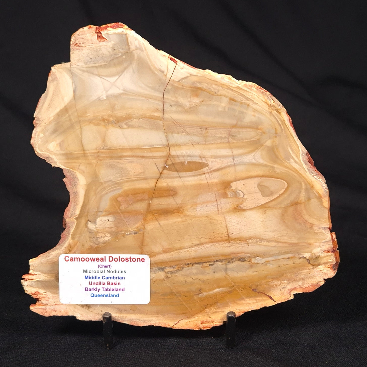 CAMOOWEAL DOLOSTONE CHERT MICROBIAL, Middle Cambrian, Australia ZCD012