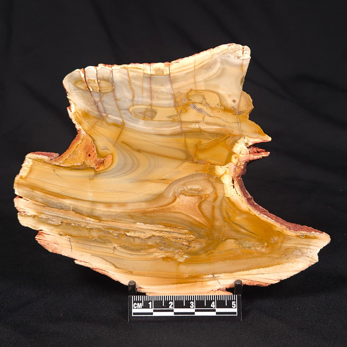 CAMOOWEAL DOLOSTONE CHERT MICROBIAL, Middle Cambrian, Australia ZCD013