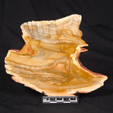 CAMOOWEAL DOLOSTONE CHERT MICROBIAL, Middle Cambrian, Australia ZCD013