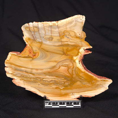 CAMOOWEAL DOLOSTONE CHERT MICROBIAL, Middle Cambrian, Australia ZCD013