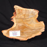 CAMOOWEAL DOLOSTONE CHERT MICROBIAL, Middle Cambrian, Australia ZCD013