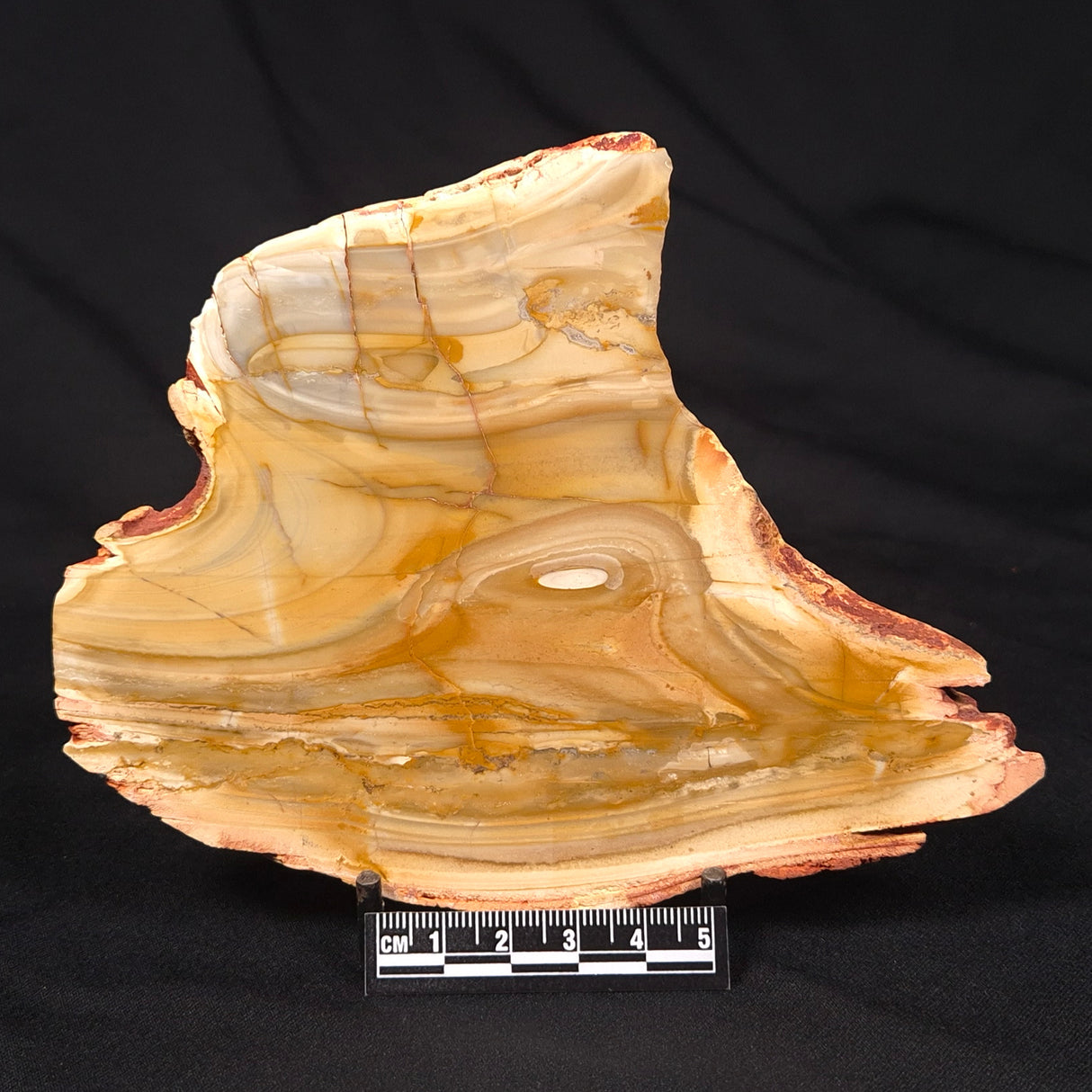 CAMOOWEAL DOLOSTONE CHERT MICROBIAL, Middle Cambrian, Australia ZCD014