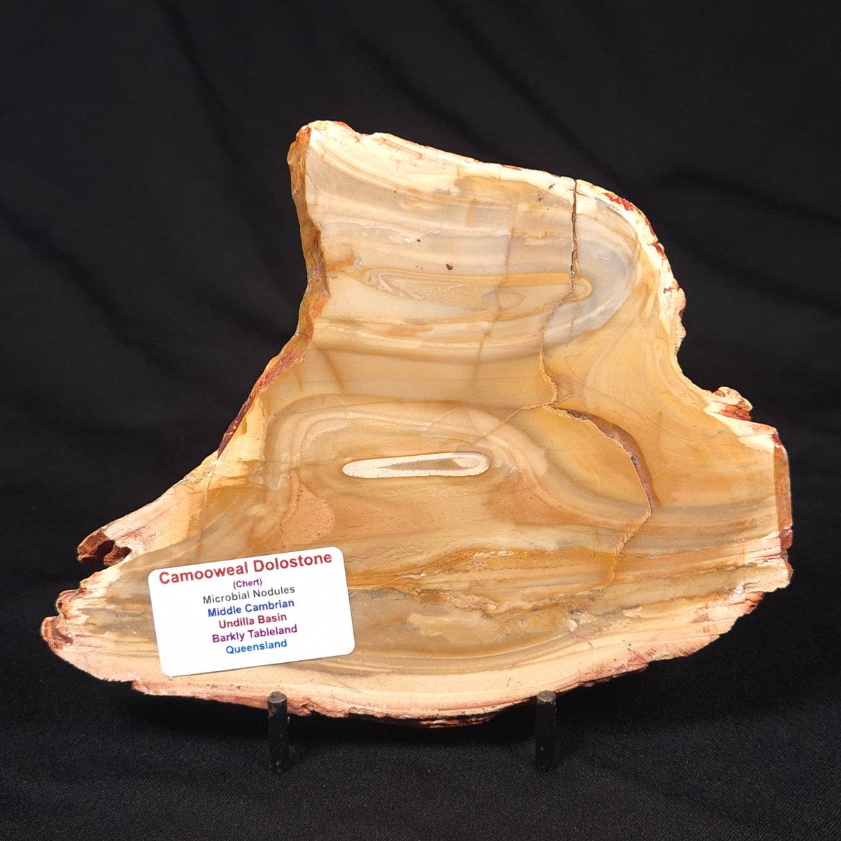 CAMOOWEAL DOLOSTONE CHERT MICROBIAL, Middle Cambrian, Australia ZCD014