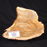 CAMOOWEAL DOLOSTONE CHERT MICROBIAL, Middle Cambrian, Australia ZCD014