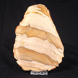 CAMOOWEAL DOLOSTONE CHERT MICROBIAL, Middle Cambrian, Australia ZCD015