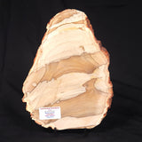 CAMOOWEAL DOLOSTONE CHERT MICROBIAL, Middle Cambrian, Australia ZCD015